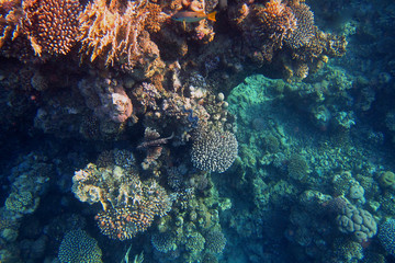 Fototapeta na wymiar rafa koralowa z ryb pożaru