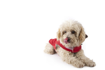 Cute poodle sitting.