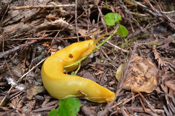 Banana slug