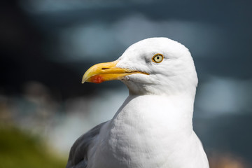 Möwe an der Küste