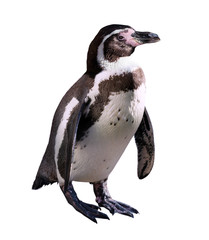Fototapeta premium penguin. Isolated on white