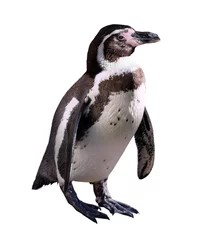 Foto op Plexiglas pinguïn. Geïsoleerd op wit © JackF