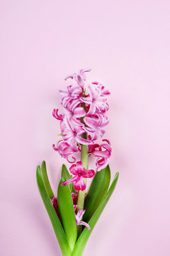 Pink hyacinth on pink background. Copy space
