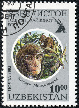 stamp printed in Uzbekistan shows macaca mulatta