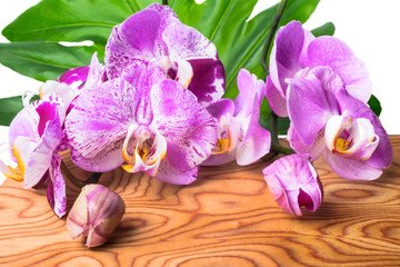 orchid flowers on a wooden background
