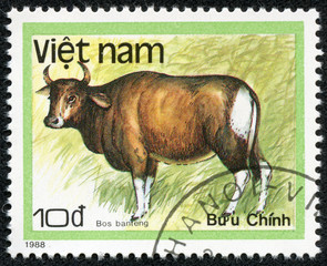 stamp printed in VIETNAM shows bos banteng