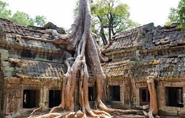 Ta Prohm Temple, Angkor Wat, Cambodia