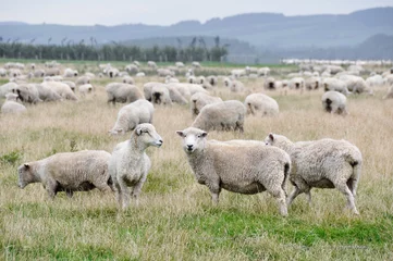 Flock of sheep in New Zealand