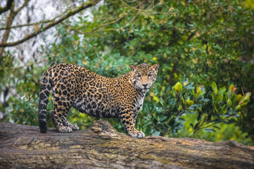 Obraz premium Beautiful Jaguar animal in it's natural habitat