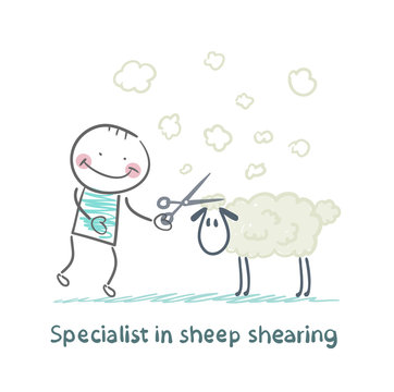 Specialist sheep shearing