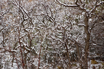 Nevada USA spring snow in the trees
