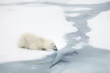 Foto op Plexiglas Poolcirkel IJsbeer wacht op zeehonden
