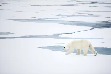 Fototapeten Eisbär auf Spitzbergen © joangil