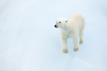 Fototapeta na wymiar Nied¼wied¼ polarny na Svalbardzie