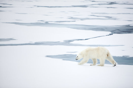 Polar bear at Svalbard