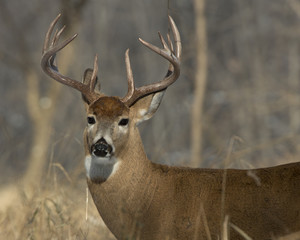 Big Buck