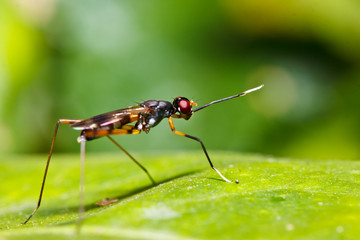 macro ant