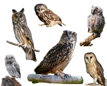 European owls isolated on white