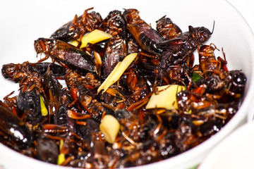 fried crickets