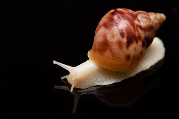 Cream striped snail on isolated black background