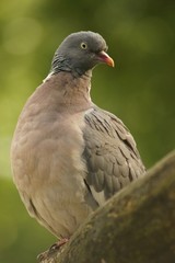 Wood pigeon