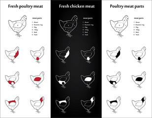 Chicken meat parts Icons for packaging and infographic 1 - 59603518