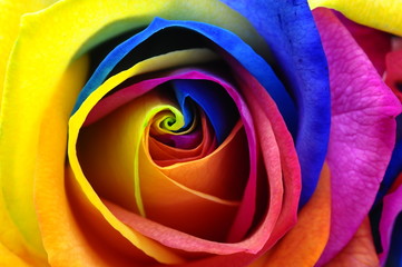 Obrazy na Szkle  Tęczowa róża lub szczęśliwy kwiat