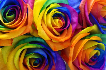 Obraz na płótnie Canvas Rainbow rose or happy flower