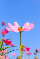 Beautiful flowers cosmos on softly blurred background