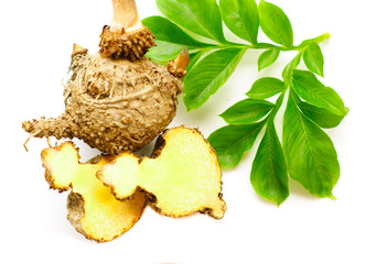 Elephant yam, Stanley s water-tub, Konjac