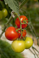 tomates