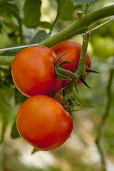 tomates