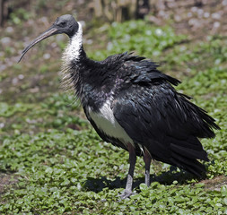 Ibis d'Australie 2
