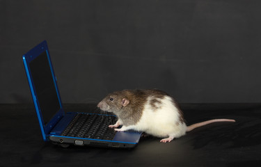 domestic rat with a laptop