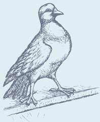 Vector drawing of a series of sketches "Birds". Pigeon