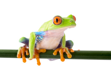 red eyed treefrog