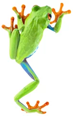Abwaschbare Fototapete Frosch rotäugiger Laubfrosch