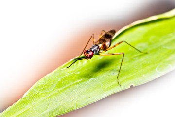 macro ant