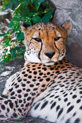 Cheetah