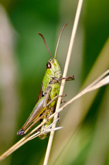 Grasshopper posing