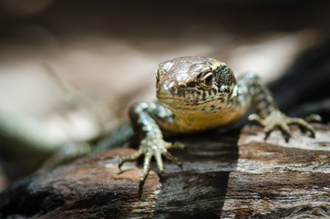 Lizard posing on rock