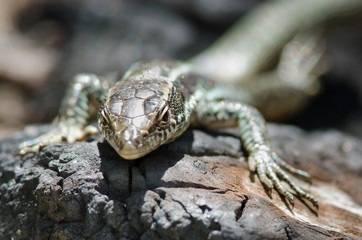 Lizard sneaking