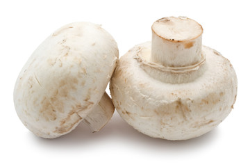 Champignon mushrooms