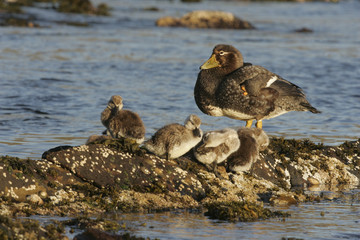 Falklands flightless streamer duck, Tachyeres brachypterus