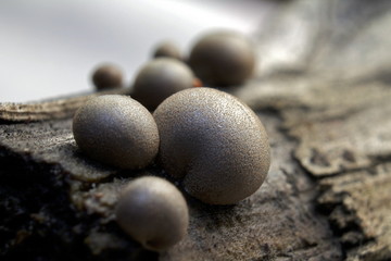 Mixomicetos.