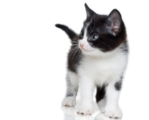 Fototapeta premium kitten looks