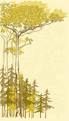 vector illustration background of pine and spruce trees