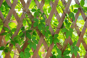 Wooden fence with interlacing branches and leaves