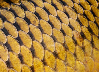 carp scales