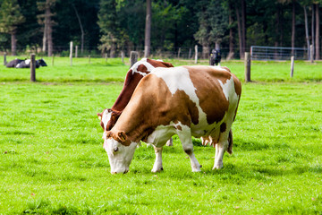 Fototapeta na wymiar Cow in the field. Cow grazing in fresh pastures